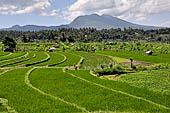 Lush green rice fields around Tirtagangga, Bali.