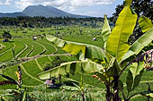 Lush green rice fields around Tirtagangga, Bali.