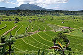 Lush green rice fields around Tirtagangga, Bali.