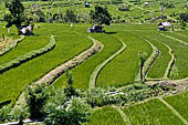 Lush green rice fields around Tirtagangga, Bali.