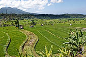 Lush green rice fields around Tirtagangga, Bali.