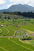 Lush green rice fields around Tirtagangga, Bali.