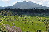 Lush green rice fields around Tirtagangga, Bali.