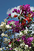 Tirtagangga, Bali - Flowering bougainvillea.