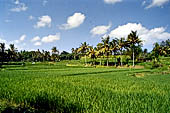 Rice fields near Yeh Pulu.