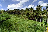 Rice fields near Yeh Pulu.