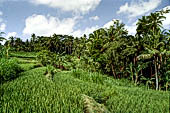 Rice fields near Yeh Pulu.