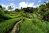 Rice fields near Yeh Pulu.