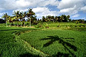 Rice fields near Yeh Pulu.