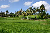 Rice fields near Yeh Pulu.