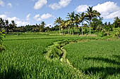 Rice fields near Yeh Pulu.