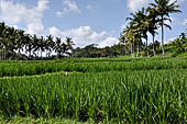 Rice fields near Yeh Pulu.