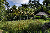 Rice fields near Yeh Pulu.