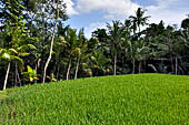 Rice fields near Yeh Pulu.