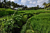 Rice fields near Yeh Pulu.