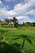 Rice fields near Yeh Pulu.