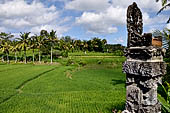 Rice fields near Yeh Pulu.