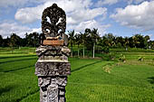 Rice fields near Yeh Pulu.