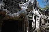 angkor ta prohm cambodia stock photographs