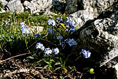 Parco del Brenta - La meravigliosa vegetazione fra i lastroni carsici. Non ti scordar di me (myosotis)