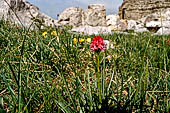 Parco del Brenta - La meravigliosa vegetazione fra i lastroni carsici. Nigritella.