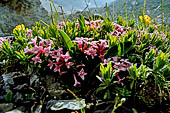 Parco del Brenta - La meravigliosa vegetazione fra i lastroni carsici. Daphne cneorum.