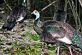 Tikal - Ocellated Turkey