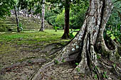 Tikal - 