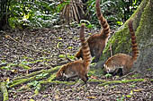 Tikal - White Nosed Coati (pizote).