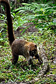 Tikal - White Nosed Coati (pizote).