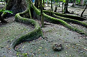 Tikal - The ruins lie among the tropical rainforest vegetation.