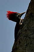 Tikal - Woodpecker