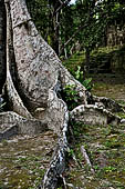 Tikal - The ruins of 