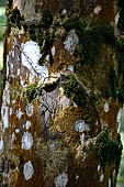 Tikal - The ruins lie among the tropical rainforest vegetation.