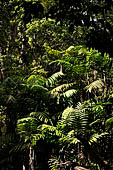 Tikal - vegetation of the site