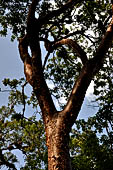 Tikal - The ruins lie among the tropical rainforest vegetation.