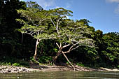 Rio Usumacinta marks the border with Mexico, vegetation along the river bank.