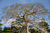 Rio Usumacinta marks the border with Mexico, vegetation along the river bank.