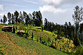 Bromo Cottages. The hotel is constructed on the slope of a hill nearby Pasuruan. 