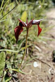 Escursione lungo Punta Mesco, Riviera di Levante. (Maggio 1995) Neglecta di Serapias, una orchidea selvatica.