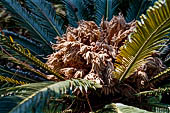 Giardini botanici Hanbury. Fioritura di cycas.