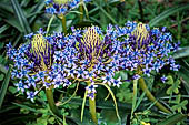 Giardini botanici Hanbury. Scilla peruviana