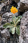 Valsassina - Primula orecchia d'orso (Primula auricula)