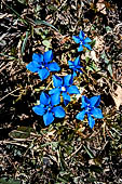 Valsassina - Genziana bavarese (Gentiana bavarica)