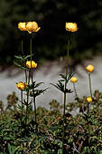 Piani di Bobbio, Il Botton d'oro (Trollius europaeus).