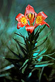 Piani di Bobbio, Il giglio rosso o giglio di san Giovanni (Lilium bulbiferum o Lilium croceum).