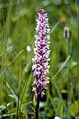 Monte Baldo (trentino): Orchidea del genere Gymnadenia  (?)