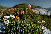 Fioriture caratteristiche dei terreni calcarei di montagna. Camedrio alpino (Dryas octopetala)