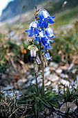 Orobie - Campanula barbata