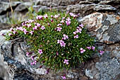 Orobie - Silene a Cuscinetto (silene acaulis)